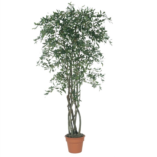 Olive Tree 7' - Artificial Trees/Floor Plants - Artificial Olive tree for rent